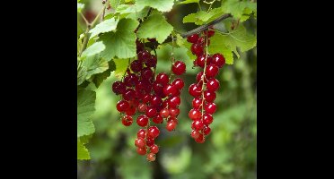4 x Rode Bes - Ribes rubrum 'Jonkheer Van Tets' in C2(liter) pot met hoogte 50-60cm
