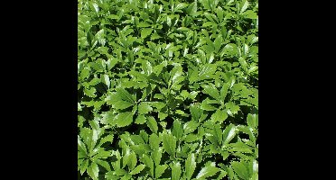 25 x Schaduwkruid of Dikkemanskruid Green Carpet - Wintergroene Bodembedekker - Pachysandra terminalis 'Green Carpet' in 9x9cm pot met hoogte 5-10cm