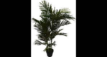 Areca palm - 120 cm