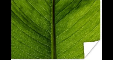 Poster Bladeren - Structuur - Groen - 30x20 cm