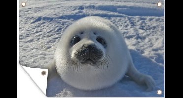 Tuindecoratie Baby zeehond in sneeuw - 60x40 cm - Tuinposter - Tuindoek - Buitenposter