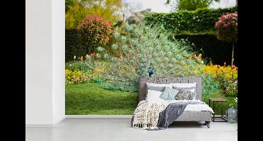 Behang - Fotobehang Pauw - Veren - Tuin - Breedte 420 cm x hoogte 280 cm