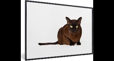 Fotolijst incl. Poster - Donkere Burmees kat op een witte achtergrond - 30x20 cm - Posterlijst
