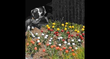 Busch - Rosen N (Bu8105)