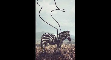 Unstriped Zebra op Canvas - WallCatcher | Staand 40 x 60 cm | Zebra op Canvasdoek
