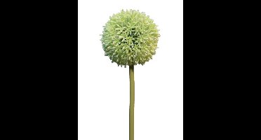 Allium globemaster crème / groen groot 68cm