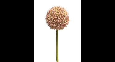 Allium globemaster roze groot 68cm