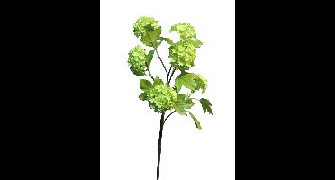 Viburnum Roseum x6 green 60cm