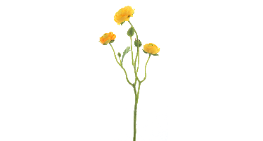 Ranunculus Azura yellow 48cm