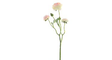 RanunculusAzura pink/cream 48cm