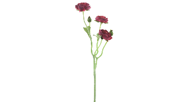 Ranunculus Azura fuchsia 48cm