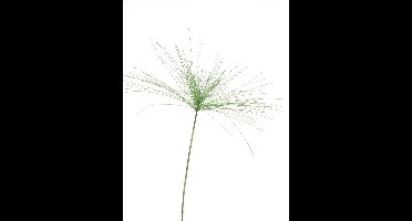 Cyperus tak 94cm
