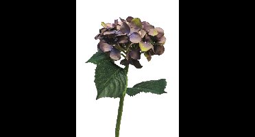 Hydrangea Artist lavendel 48cm