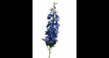 Delphinium Diva dark blue 90cm