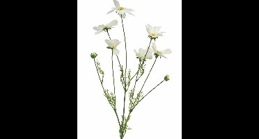 Cosmos Orion cream 92cm