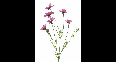 Cosmos Orion pink 92cm