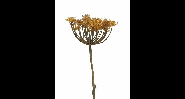 Heracleum copper/brown 98cm