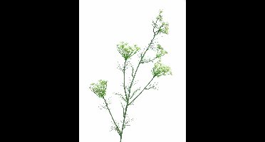 Dancus Carota Dille 120cm white