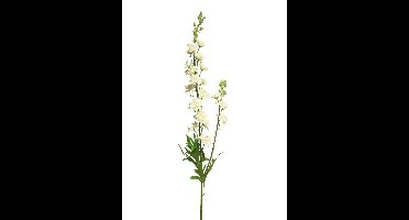 Delphinium Agathe crème 85cm