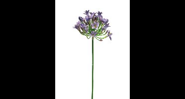 Agapanthus dame blauw 75cm