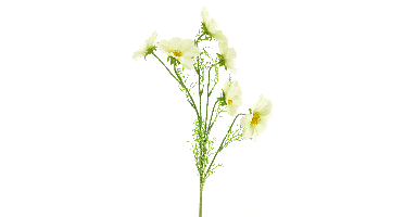 Cosmos Bibi cream 77cm