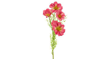Cosmos Bibi dk pink 77cm