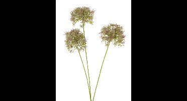Allium bobo X3 lavendel 64cm