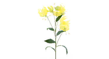 Gloriosa lily sprayyellow 90cm