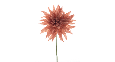 Wild dahlia spray Texas peach 70cm
