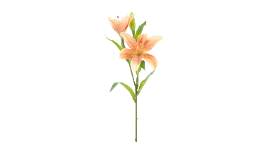 Lilium spray Jakarta peach 53cm