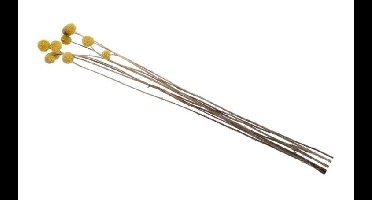 Droogbloemen Craspedia geel nat.mat 65cm