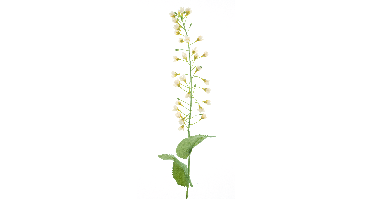 Mini flower Spraycream 70cm