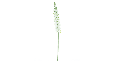 Antirrhinum spray Ambert cream 108cm