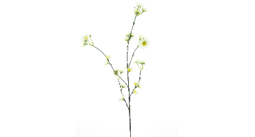 Daisy spray Moriecream 83cm