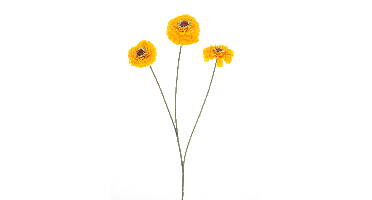 Zinnia elegansspray yellow 60cm