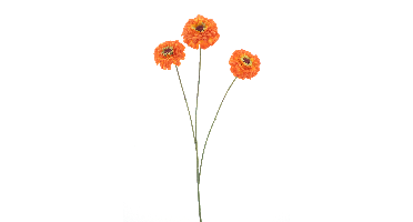 Zinnia elagansspray orange 60cm