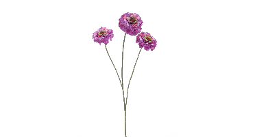Zinnia elegansspray purple 60cm
