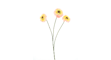 Zinnia elegansspray pink 60cm