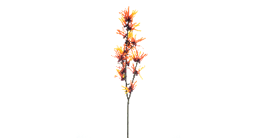 Hamamelis spray orange 76cm