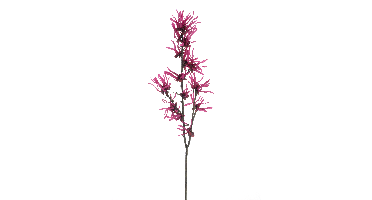 Hamamelis spray beauty 76cm