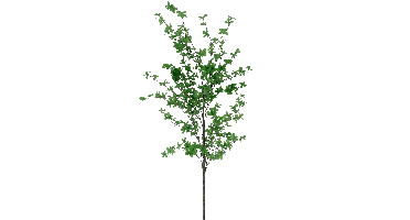 Bucida branche green 202cm