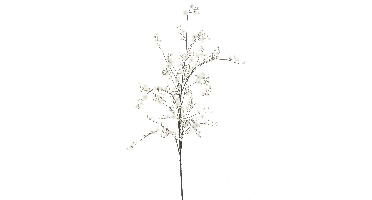 Peach blossombranche Kansaicream 203cm