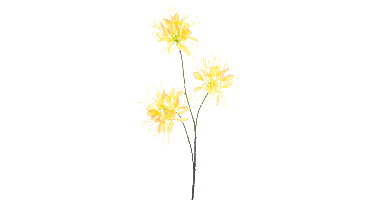 Spider flower spray yellow 94cm