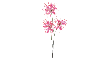 Spider flower spray red 94cm