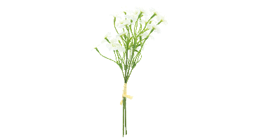 Dianthus bundle cream 27cm