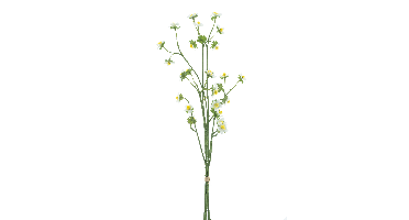 Mini daisy bundle white 55cm