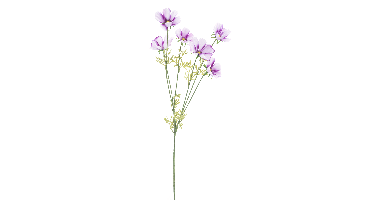 Cosmos spray Aerosol mauve 79cm