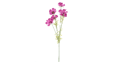 Cosmos spray Aerosol old pink 79cm