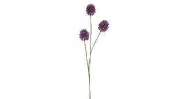 Allium spray aubergine 81cm