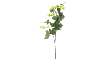 Hop flower spray Leffe green 81cm